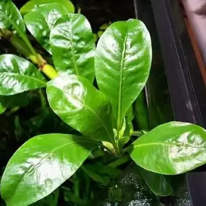 Alternanthera aquatica Top-Seller