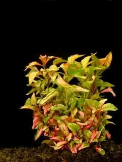 Markenprodukt Alternanthera bettzickiana "YELLOW"