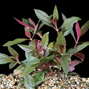 Alternanthera rosaefolia Beliebt