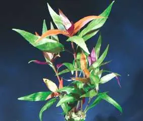 Alternanthera reinecki (Schmales Papageienblatt) Angebot