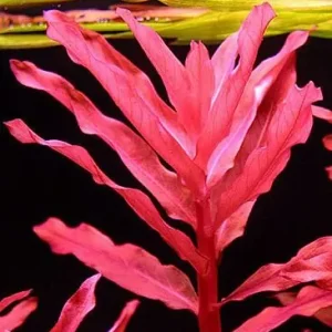 Ammania gracilis Sonderangebot