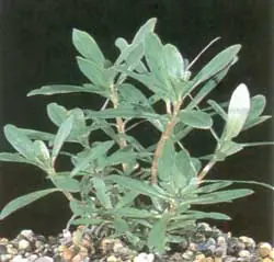 Versand Am Gleichen Tag Ammania senegalensis (Afrikanische Kognakpflanze)
