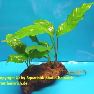 Geprüft Anubia heterophylla, auf Lavastein