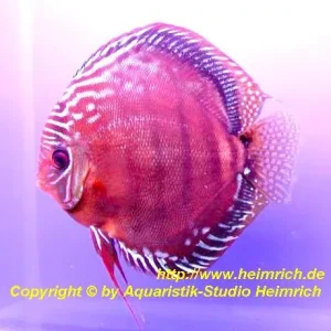 Diskus Alenquer - Größe 14cm Finale Aktion