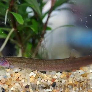 Echt Acanthophthalmus javanicus (Braunes Dornauge)