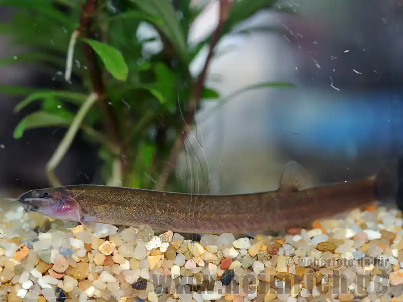 Echt Acanthophthalmus javanicus (Braunes Dornauge)