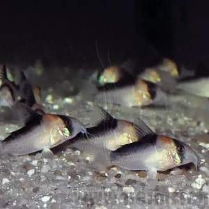 Mega-Angebot Adolfoi Panzerwels, 2,5cm-3,5cm (Corydoras adolfoi)