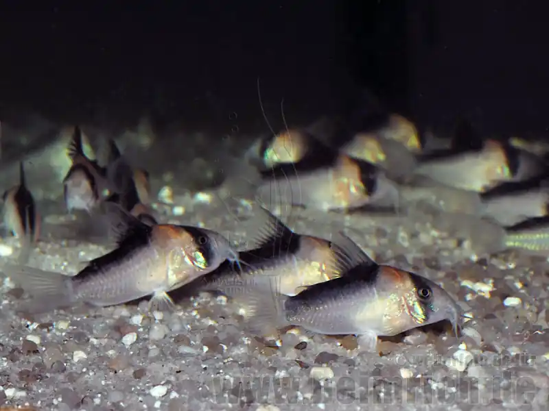 Mega-Angebot Adolfoi Panzerwels, 2,5cm-3,5cm (Corydoras adolfoi)