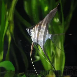 ALTUM-Skalar, med, 4er-Gruppe(Pterophyllum altum - F2 Nachzucht) Finale Aktion
