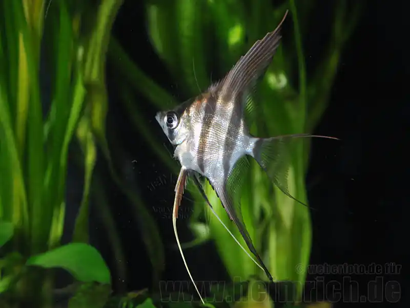 ALTUM-Skalar, med, 4er-Gruppe(Pterophyllum altum - F2 Nachzucht) Finale Aktion