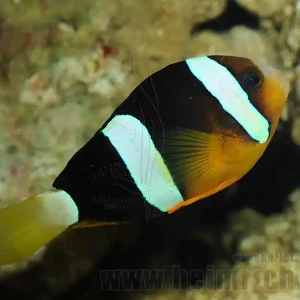 Amphiprion clarkii (Clarks-Anemonenfisch) Rabatt