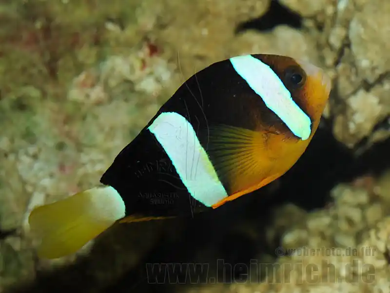 Amphiprion clarkii (Clarks-Anemonenfisch) Rabatt