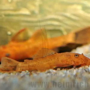 Ancistrus dol. spec. Red, med (Roter Antennenwels) Sonderangebot