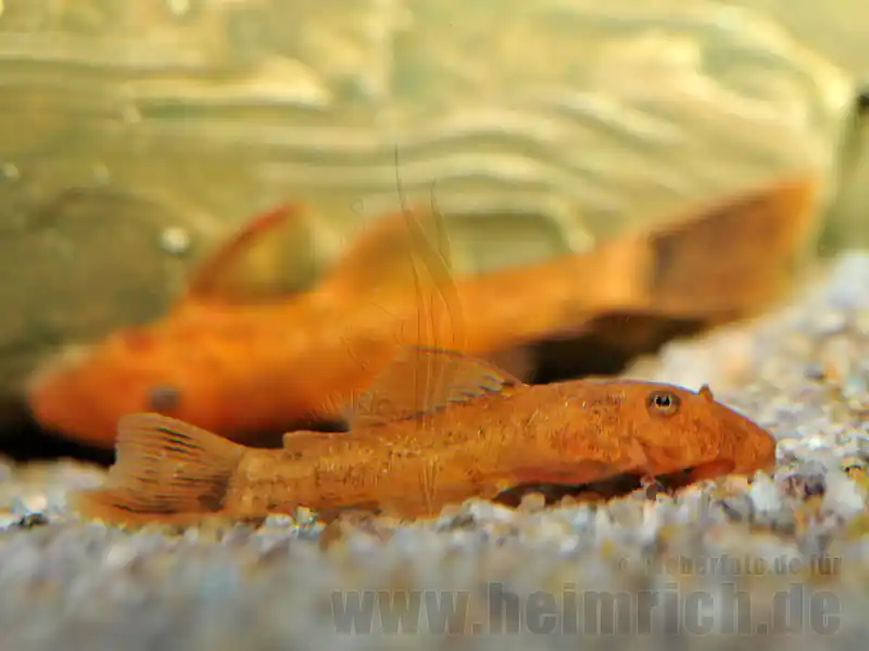Ancistrus dol. spec. Red, med (Roter Antennenwels) Sonderangebot