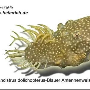 Markenprodukt Ancistrus dolichopterus, lg (Blauer Antennenwels)