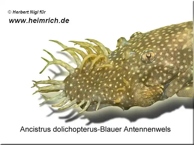 Markenprodukt Ancistrus dolichopterus, lg (Blauer Antennenwels)