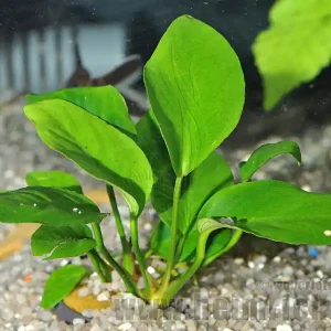 Nur Heute Anubia barteri 'tetraploid'