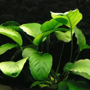 Direkt Vom Hersteller Anubia barteri var. caladifolia