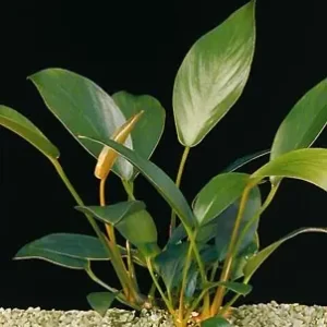 Top-Seller Anubia congensis