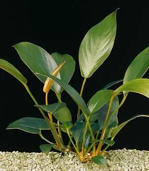Top-Seller Anubia congensis