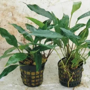 Heißes Angebot Anubia hastifolia, "XXL" (Mutterpflanze)