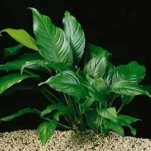 Anubia heterophylla Neu Im Sortiment