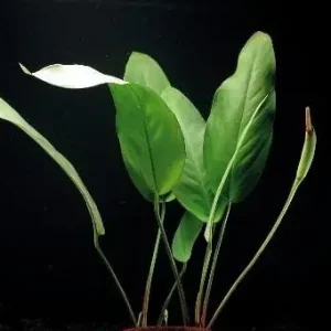 Anubia lanceolata Schnäppchen