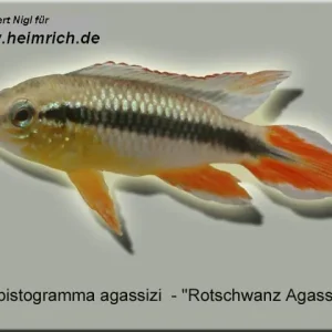 Apistogramma agassizi, Intensiv Red XL (Rotschwanz Agassizi) Zertifiziert