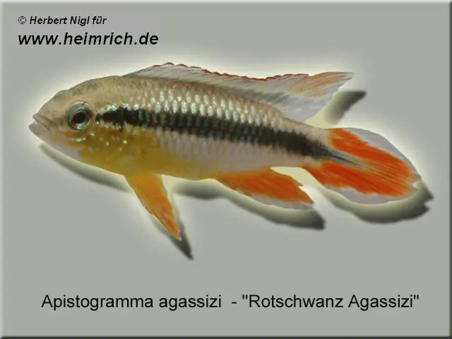Apistogramma agassizi, Intensiv Red XL (Rotschwanz Agassizi) Zertifiziert