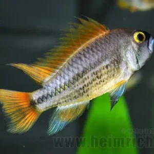 Apistogramma cacatuoides, ORANGE XXL (Kakadu-Zwergbuntbarsch) Sofort Bestellen