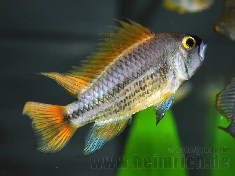 Apistogramma cacatuoides, ORANGE XXL (Kakadu-Zwergbuntbarsch) Sofort Bestellen