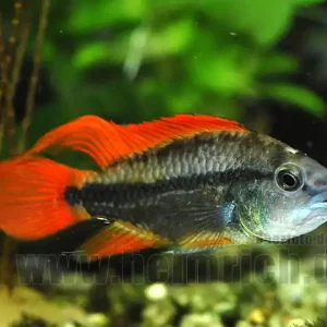 Super-Preis Apistogramma cacatuoides, ORANGE-SHOW (Kakadu-Zwergbuntbarsch)