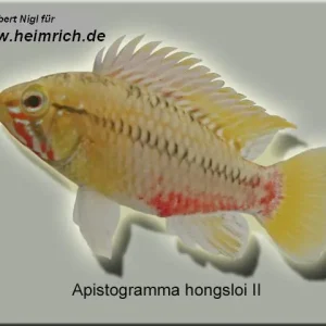 Apistogramma hongsloi II, XL (Hongsloi-Zwergbarsch) Angebot