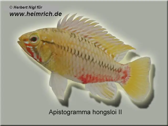 Apistogramma hongsloi II, XL (Hongsloi-Zwergbarsch) Angebot