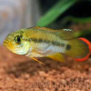 Rabatt Apistogramma pandurini, männl. lg (Pandurini Zwergbuntbarsch)