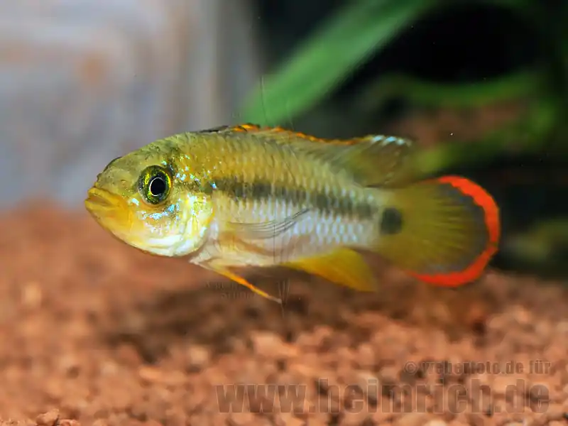 Rabatt Apistogramma pandurini, männl. lg (Pandurini Zwergbuntbarsch)