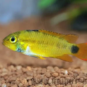 Apistogramma pandurini, weibl. lg (Pandurini Zwergbuntbarsch) Abverkauf