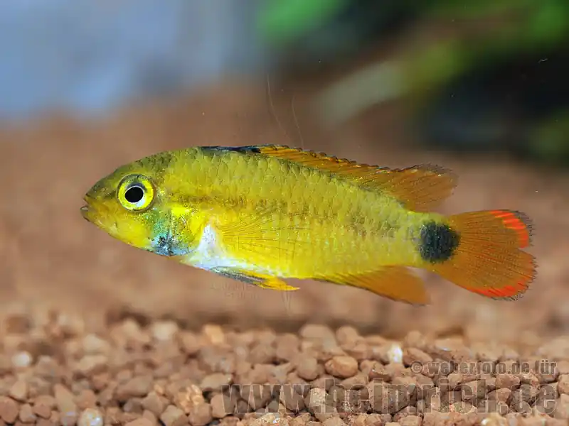 Apistogramma pandurini, weibl. lg (Pandurini Zwergbuntbarsch) Abverkauf
