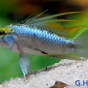 Apistogramma trifasciata, lg (Dreistreifenzwergbuntbarsch) Sichere Zahlung