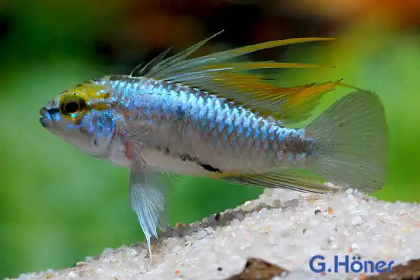 Apistogramma trifasciata, lg (Dreistreifenzwergbuntbarsch) Sichere Zahlung