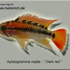 Sichere Zahlung Apistogramma viejita, XL (Schwarzkehl-Zwergbuntbarsch)