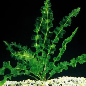 Aponogeton capuroni Wochenendangebot