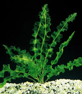 Aponogeton capuroni Wochenendangebot
