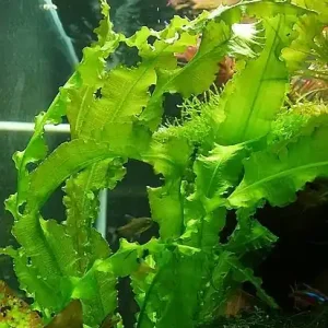 Aponogeton crispus Begrenztes Angebot