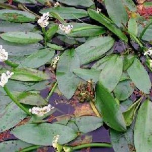 Aponogeton distachios Mega-Angebot