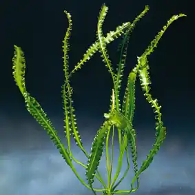 Sichere Zahlung Aponogeton longiplumolosus
