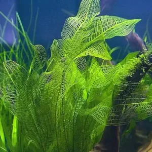 Echt Aponogeton madagascariens