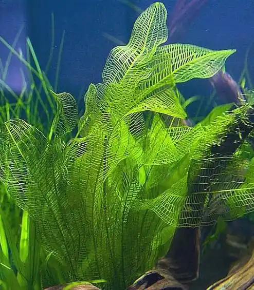 Echt Aponogeton madagascariens