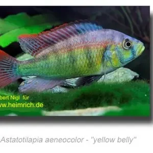 Astatotilapia aeneocolor "Yellow belly" Sale
