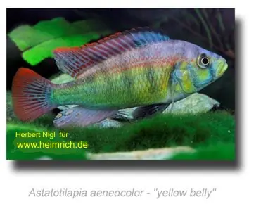 Astatotilapia aeneocolor "Yellow belly" Sale